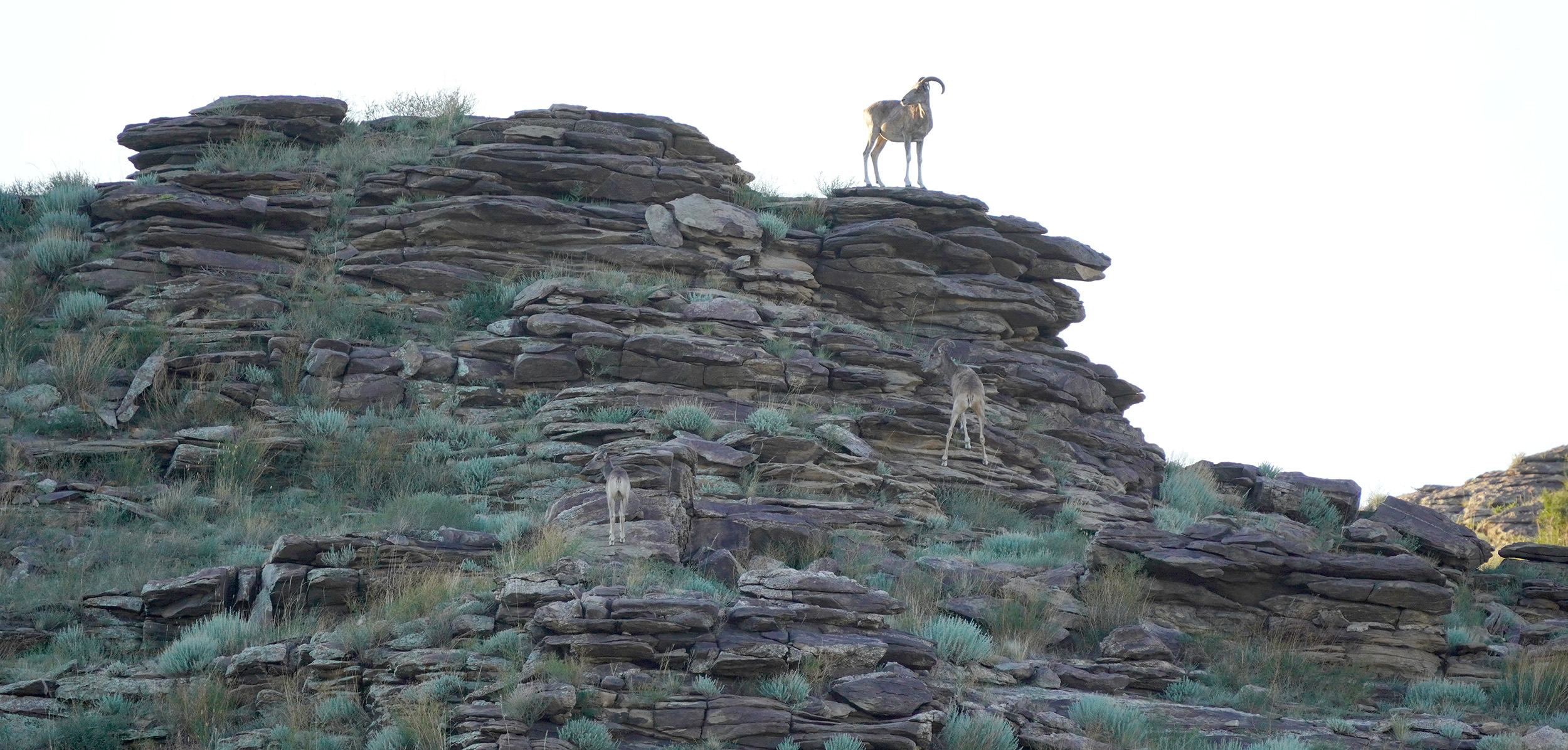 Mongolian Gobi Argali